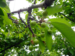 cherry_20140528_04.jpg