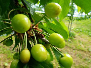 cherry_20140528_05.jpg