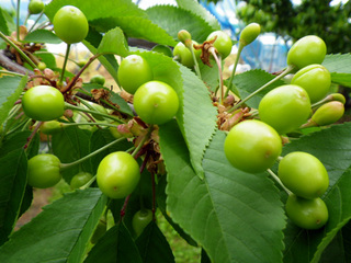 cherry_20140528_06.jpg